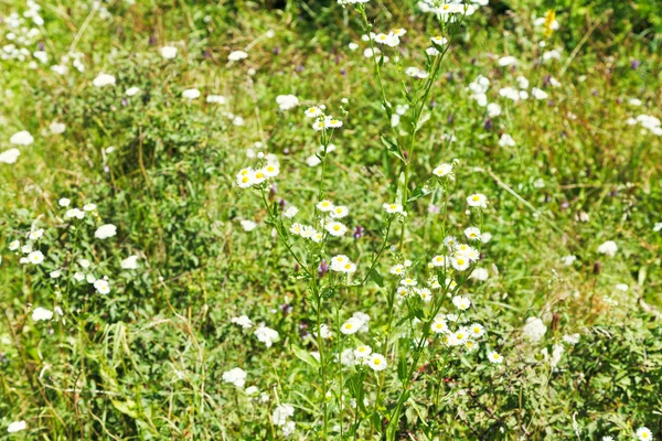 Matricaria ดอกไม้บนทุ่งหญ้าฤดูร้อน — ภาพถ่ายสต็อก