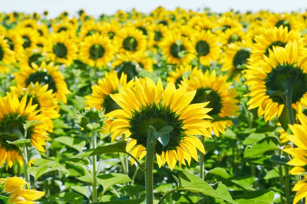 Sunflower field in Caucasus region — Stock Photo, Image