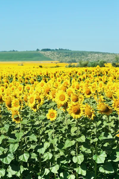 Sunflower plantation in hills of the Caucasus — Stock Photo, Image