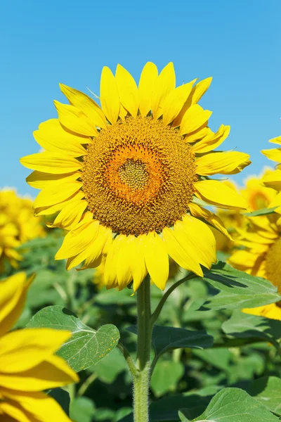 Sunflower bloom on plantation in Caucasus — Stock Photo, Image