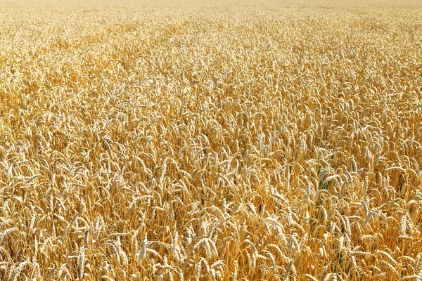 Campo de trigo maduro amarelo — Fotografia de Stock