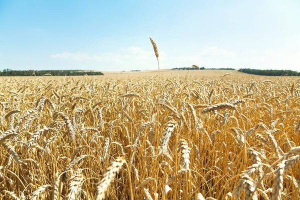 Orelha sobre plantação de trigo maduro — Fotografia de Stock