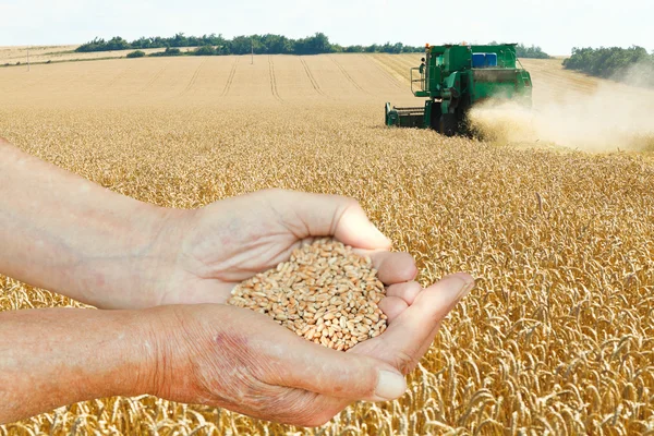 Farmer hands hold seeds on wheat field — Stock Photo, Image