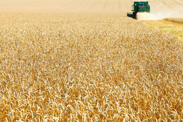 gathering in field of ripe wheat