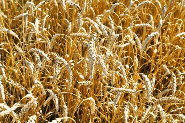 Ears of ripe wheat close up in field — Stock Photo, Image