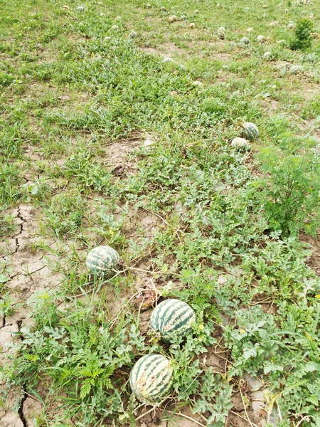 Ripe watermelons on melon field — Stock Photo, Image