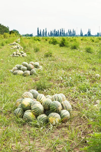 Olgun karpuz kavun alanda yığınları — Stok fotoğraf