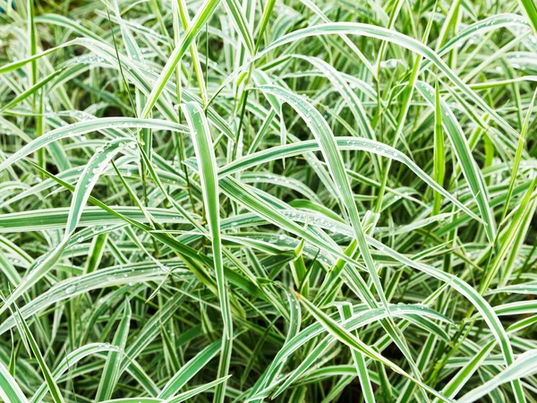 Blöta gröna blad av Carex morrowii Variegata — Stockfoto