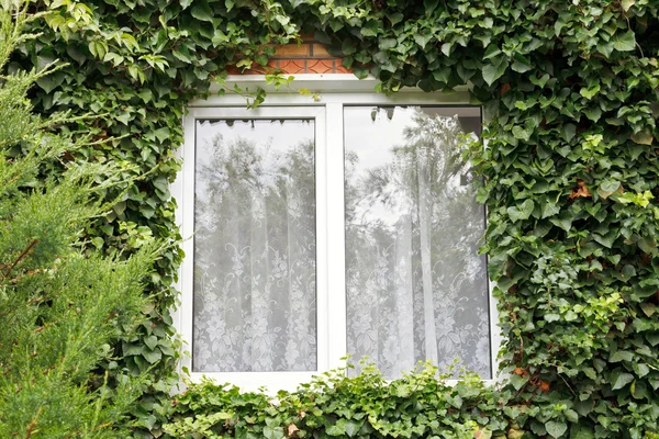 Green ivy around new window — Stock Photo, Image