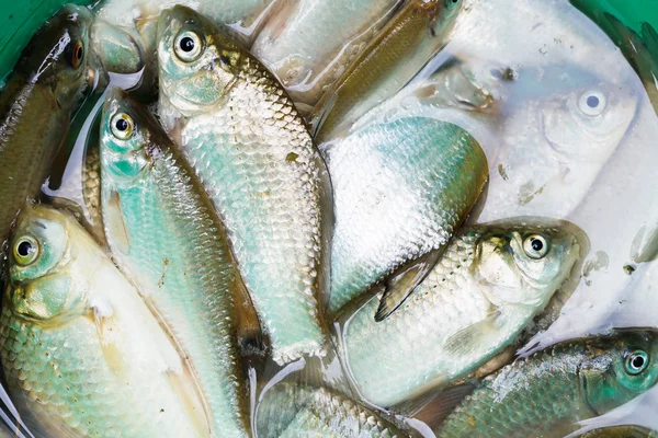 Mesafe yeşil kova içinde küçük tatlı su balıkları — Stok fotoğraf