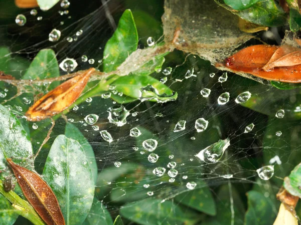 Rain drops on cobweb between boxwood leaves — Stock Photo, Image