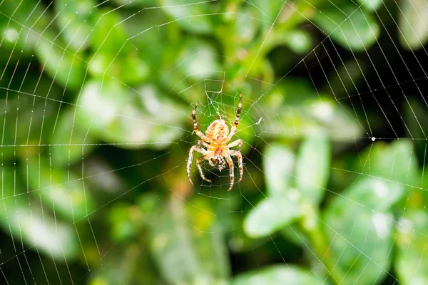 在黄杨木树叶蛛网的蜘蛛 — 图库照片