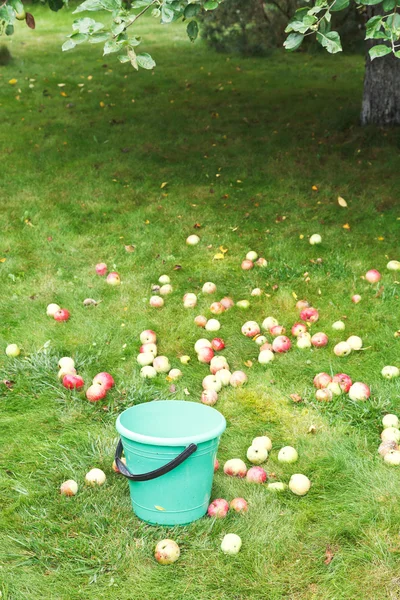 Cueillette des pommes dans un seau dans un verger — Photo