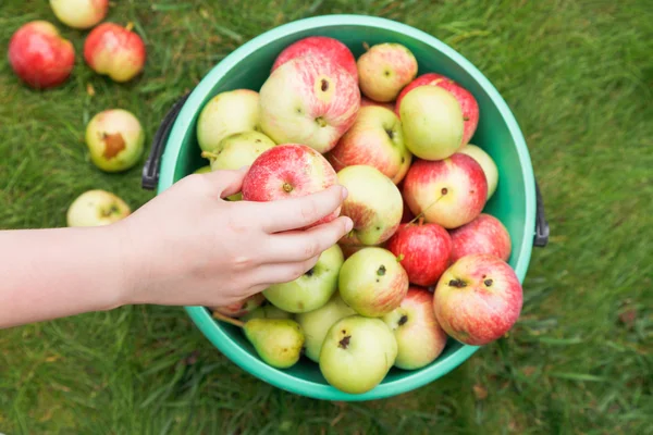 女孩收集熟透了的苹果在果园中的存储桶中 — 图库照片