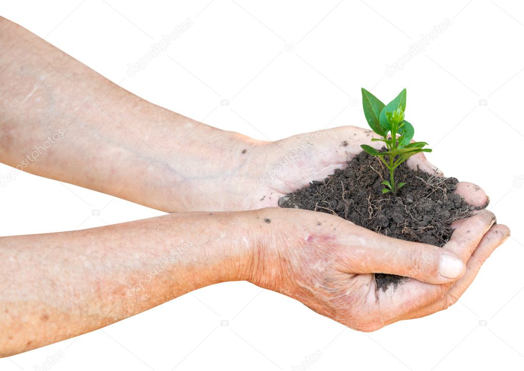 old man hands with soil and green sprout