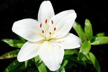 beyaz çiçek lilium candidum görünümünü yukarıda