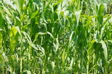 Bahçe yeşil mısır yaprakları