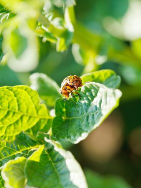 On kaplı patates yemek patates böceği