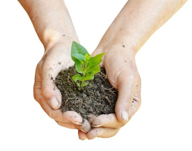 soil and green sprout in farmer hands clipart