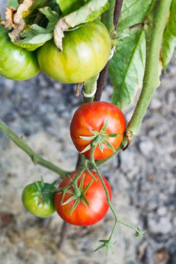 Olgun kırmızı domates bitki Bahçe