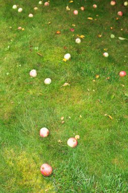 Olgun elma yalan yeşil çimenlerin üzerinde düşmüş