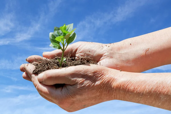 Old man hands with handful soil and green sprout — Stock Photo, Image