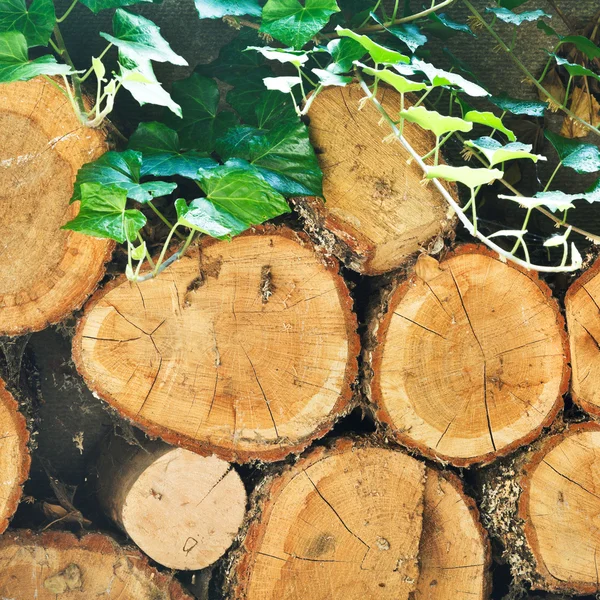 Oude eikenbossen stapel — Stockfoto