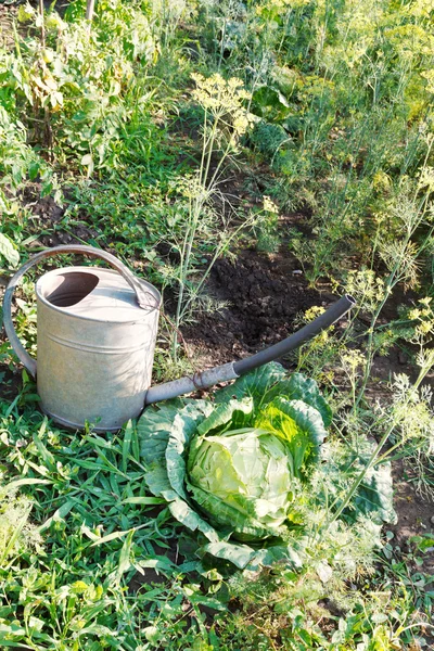 Handshower and cabbage in garden — Stock Photo, Image