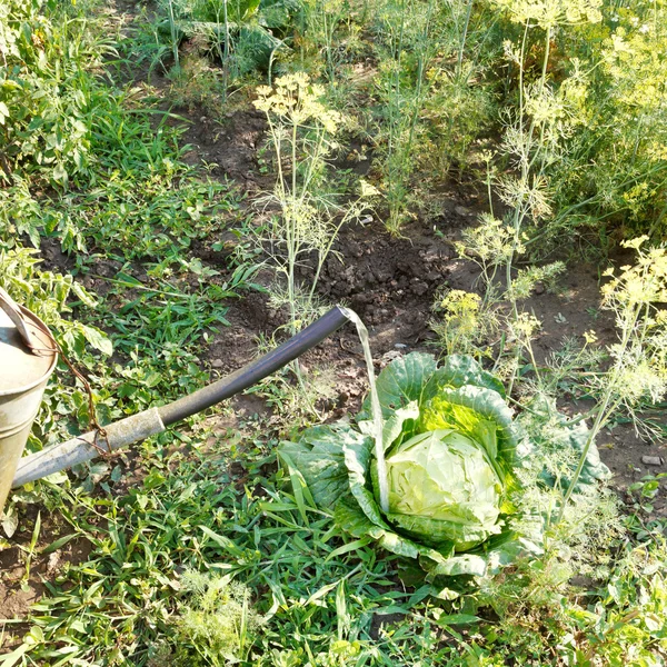 Watering kale from handshower in garden — Stock Photo, Image
