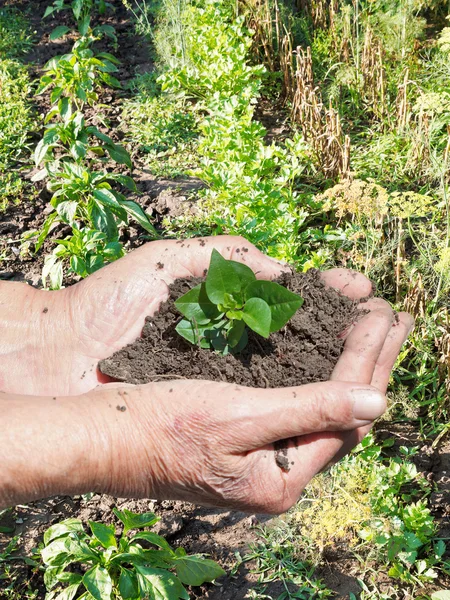 Mains de fermier avec poignée de terre avec germe vert — Photo
