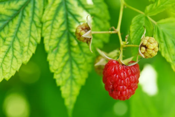 One ripe red raspberry in green leaves — Stock Photo, Image