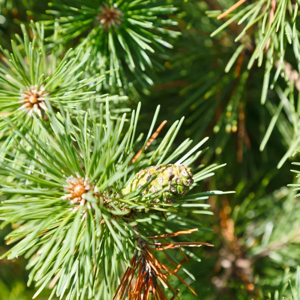 Ramitas verdes de pino de cerca — Foto de Stock