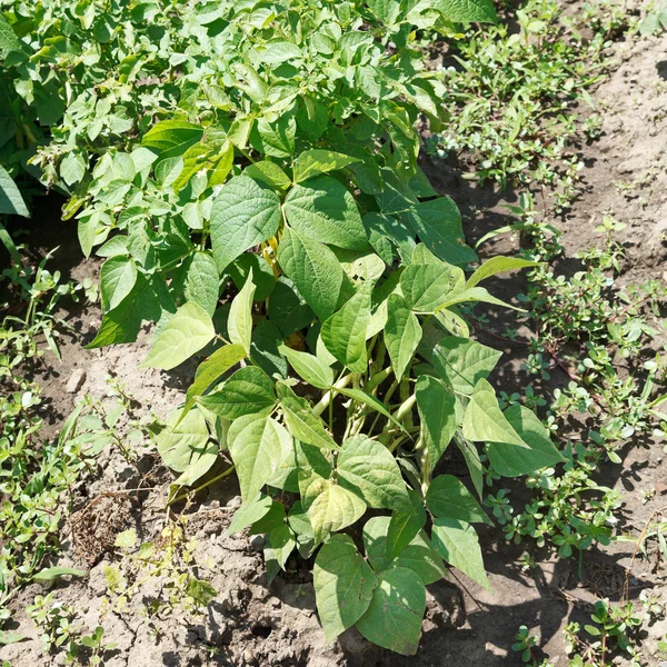 绿色串豆灌木在庭院 — 图库照片