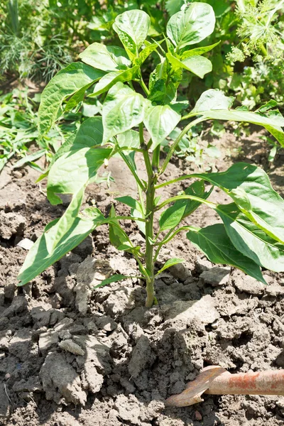 Spudding of bush bell pepper — Stock Photo, Image
