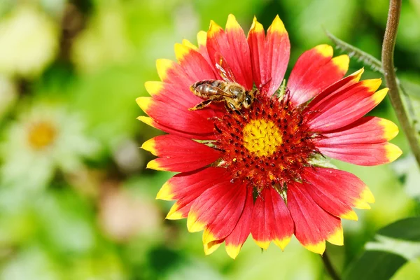 L'ape raccoglie la polvere di fiori dai fiori di gaillardia — Foto Stock