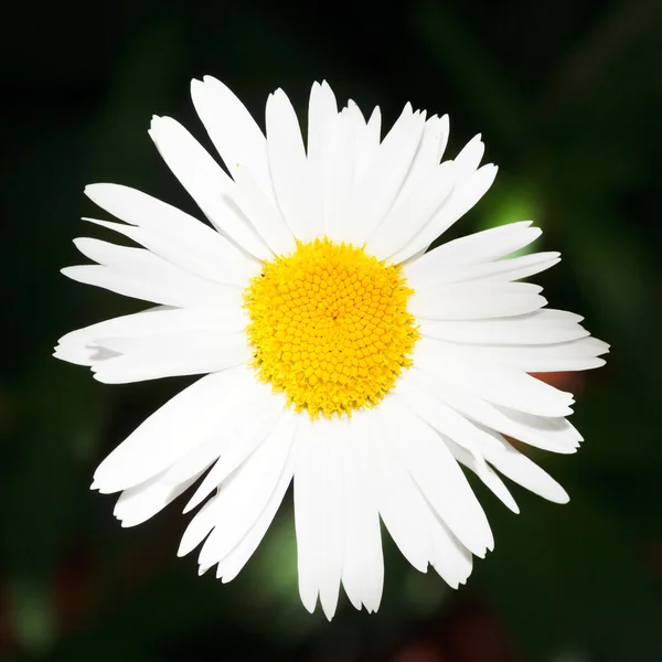 Fiore di margherita occhio di bue fresco da vicino — Foto Stock