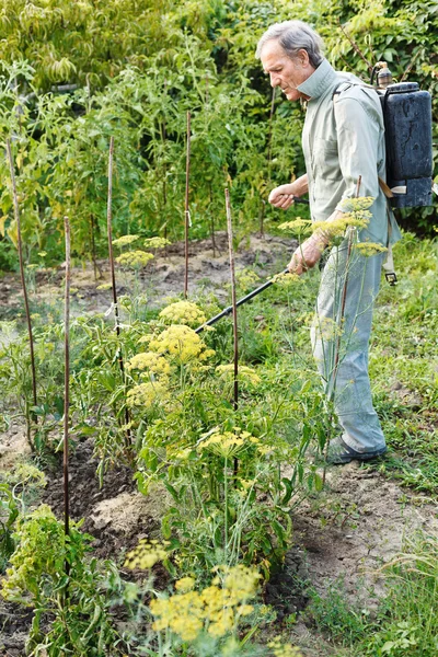 Spruzzatura contadina di pesticidi sul giardino di campagna — Foto Stock