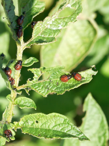 Colorado beetle larva in potatoes leaves — Stock Photo, Image