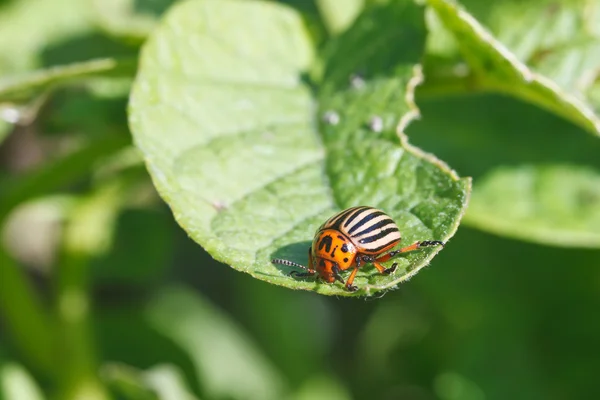 Scarabeo di patate dieci foderato mangia patate — Foto Stock