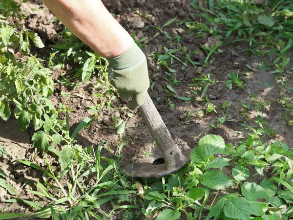 Weeding grass in garden by hoe — Stock Photo, Image