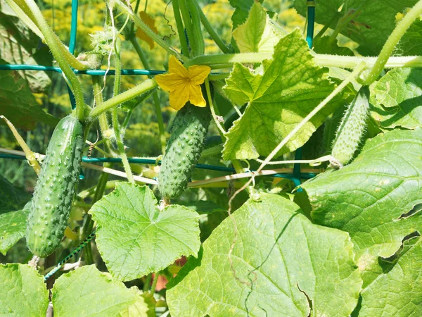 Pepinos no jardim no dia de verão — Fotografia de Stock