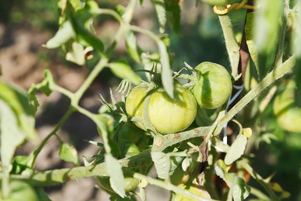 Green tomato plant in garden — Stock Photo, Image
