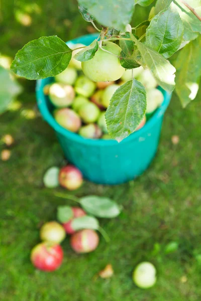 Eimer mit Äpfeln und Ernte im Obstgarten — Stockfoto