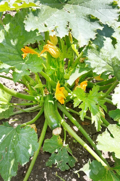 Regelmäßige Zucchini auf grünem Strauch im Garten — Stockfoto