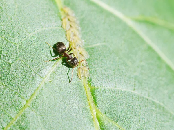 Ant grazing aphids group on leaf of walnut — Stock Photo, Image