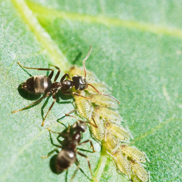 Две группы тли муравьёв на листьях — стоковое фото