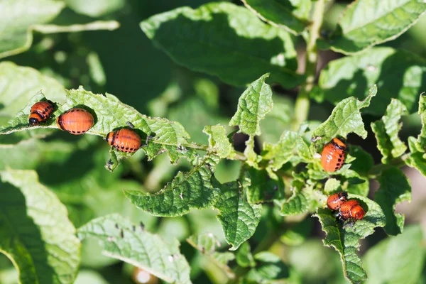 Many larva of colorado potato beetle eat potatoes — Stock Photo, Image