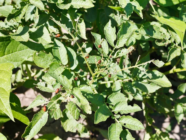 Colorado potato beetle larva on potato bushes — Stock Photo, Image