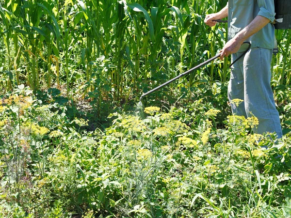 Man sprays pesticide on potato plantation — Stock Photo, Image