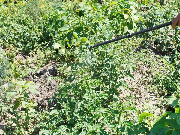 Spraying of herbicide on potato plantation — Stock Photo, Image